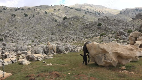 A horse itching on scratching rock. Horse scratching its body against a stone. It is also common to groom each other and when doing this they use their front teeth to scratch each other. itch for 4K