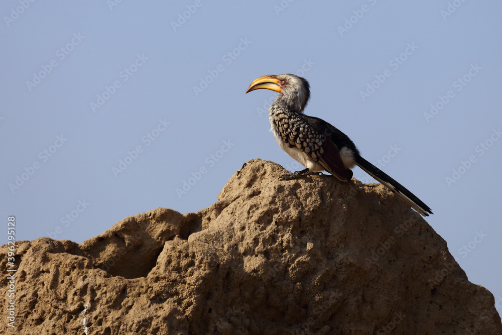 Fototapeta premium Südlicher Gelbschnabeltoko / Southern yellow-billed hornbill / Tockus leucomelas