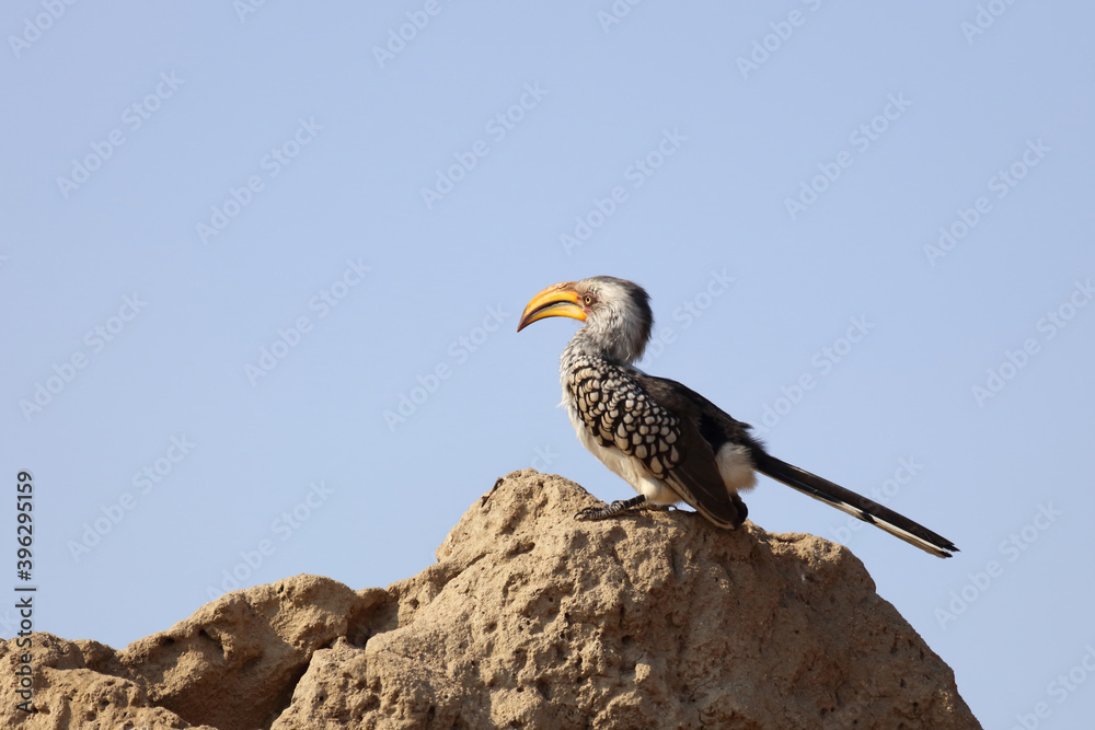 Fototapeta premium Südlicher Gelbschnabeltoko / Southern yellow-billed hornbill / Tockus leucomelas