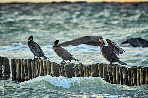 Kormorane ( Phalacrocorax carbo ). photo