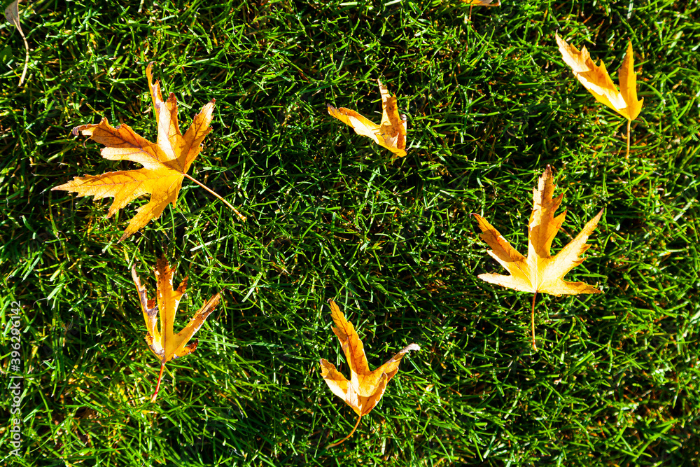 Obraz premium Beautiful fall landscape.