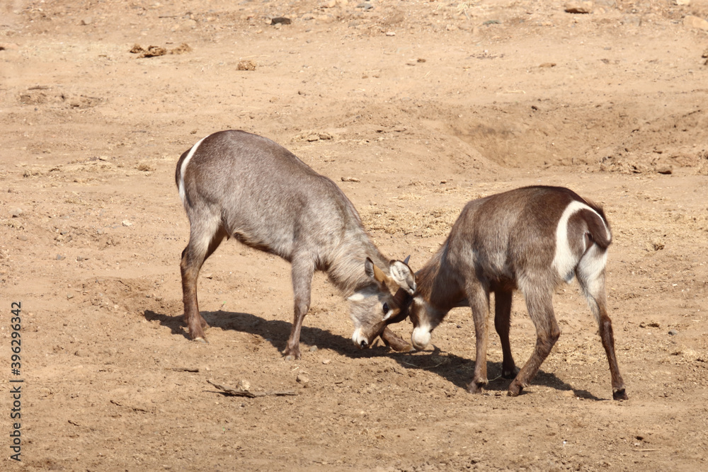 Fototapeta premium Wasserbock / Waterbuck / Kobus ellipsiprymnus