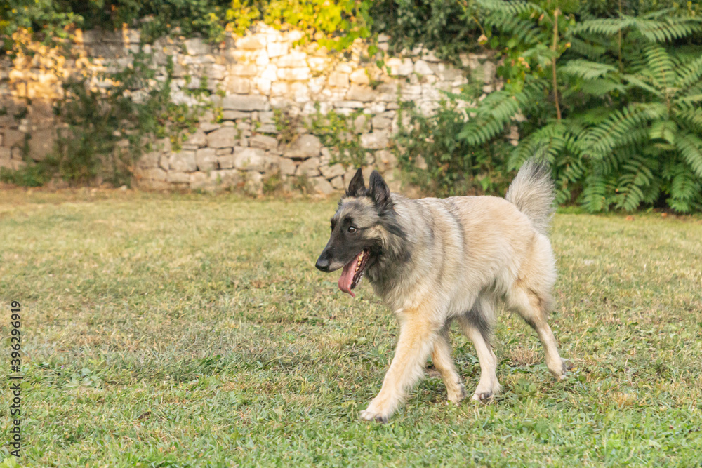 Young female long-haired fawn Tervuren Belgian Shepherd dog seen outdoors on a summer day in northern Italy