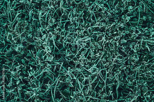 Frozen green grass as a background texture image. The grass is covered with hoarfrost. Top view. Copy, empty space for text