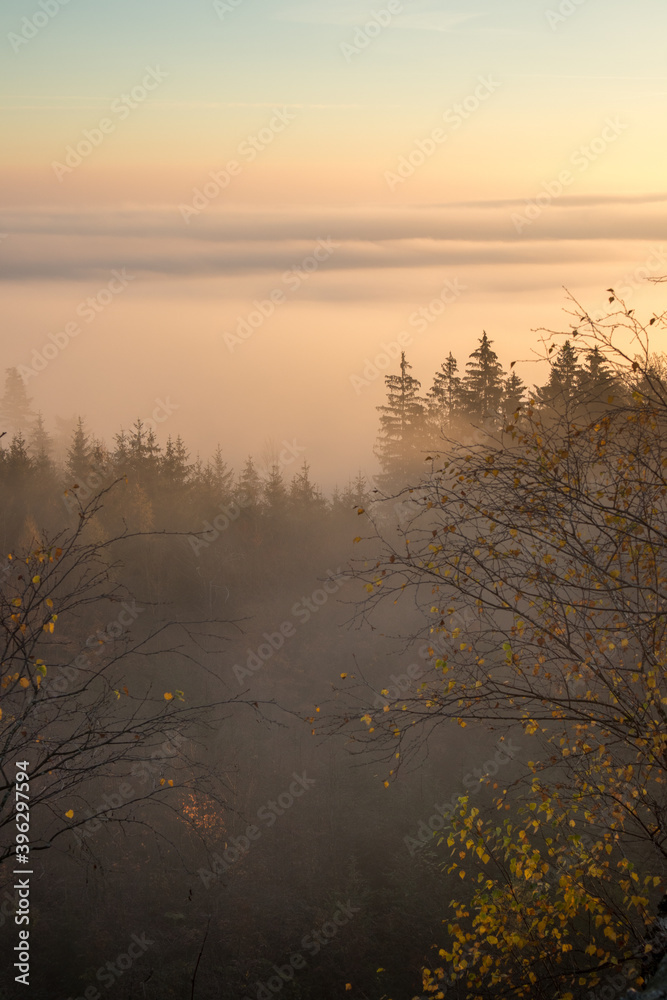 Fototapeta premium sunrise over the woods