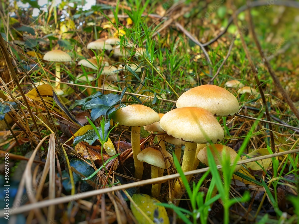 mushrooms in the forest