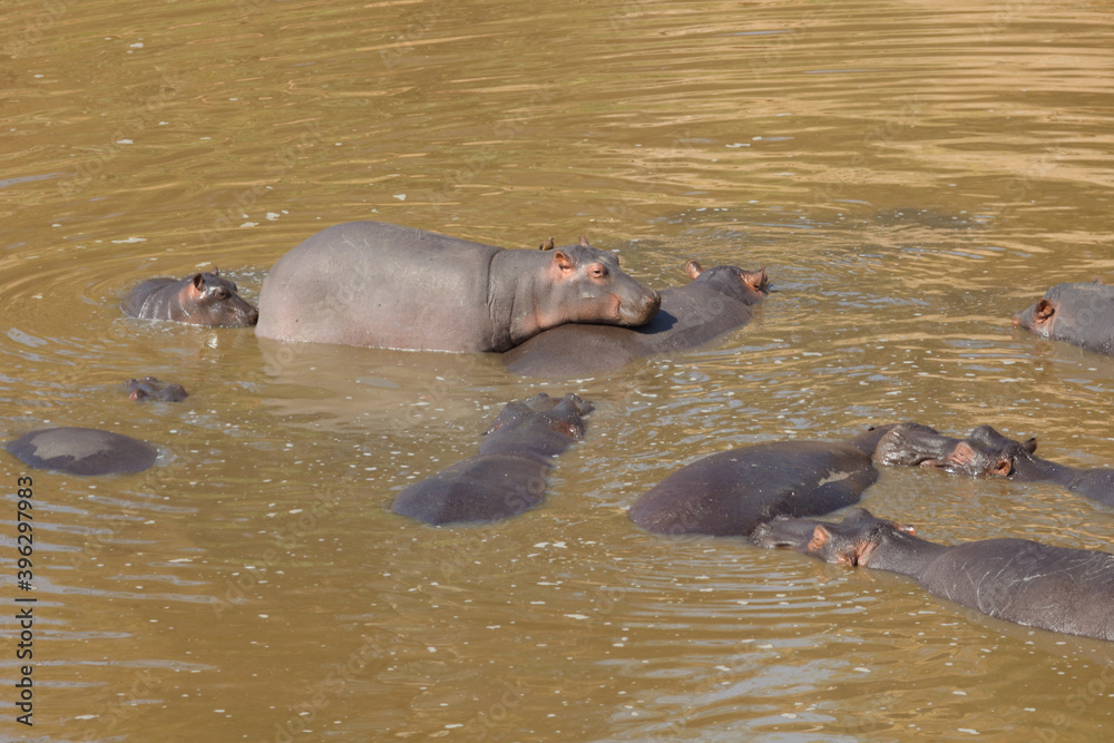 Flußpferd / Hippopotamus / Hippopotamus amphibius Flußpferd / Hippopotamus / Hippopotamus amphibius