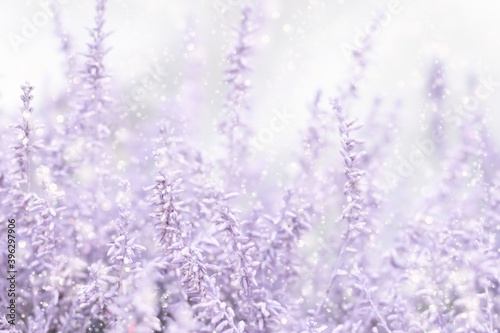 Snowy frosty background with snowflakes and pink flowers. Blurred winter floral background in lilac and white colors. 