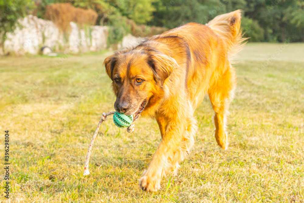 Obedient adult male long-haired mixed breed big size dog adopted from a shelter seen performing great during an outdoors training session on a summer day in northern Italy Obedient adult male long-haired mixed breed big size dog adopted from a shelter seen performing great during an outdoors training session on a summer day in northern Italy