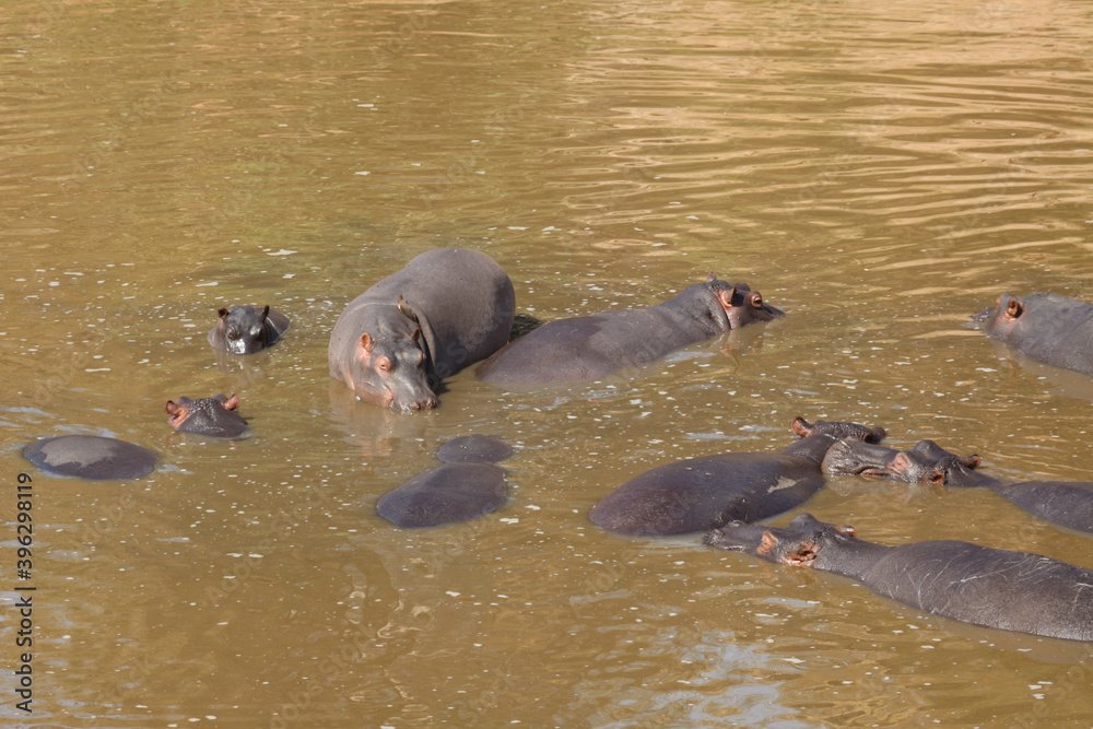 Fototapeta premium Flußpferd / Hippopotamus / Hippopotamus amphibius