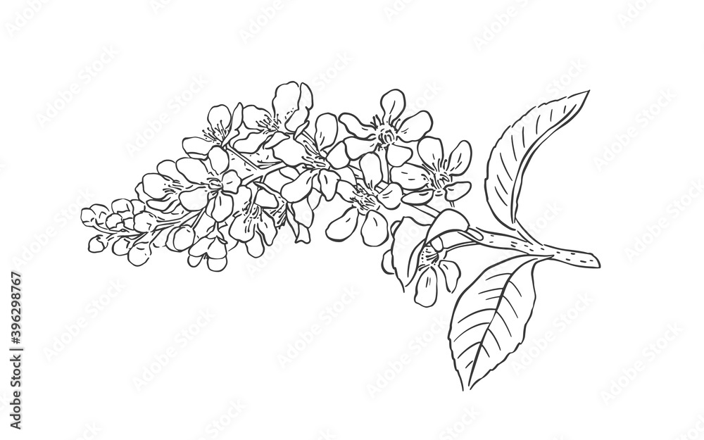 Fototapeta premium Bird Cherry blossom. Vector illustration on white background.