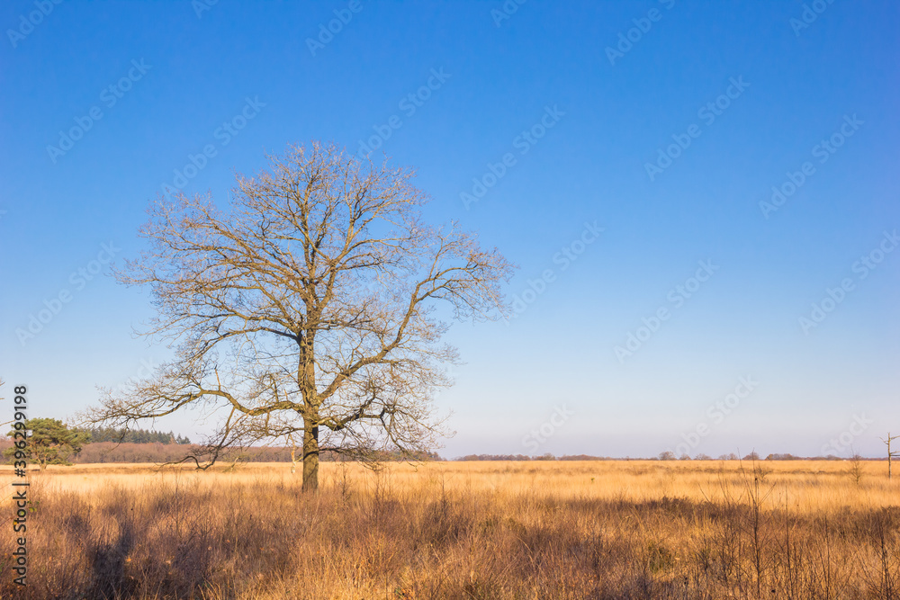Single tree on the heather field of Noordsche veld in Drenthe, Netherlands