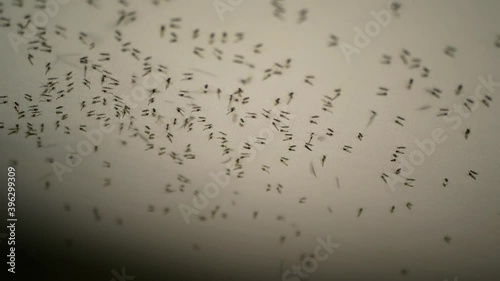 Many midges gnats in the car on the ceiling  photo