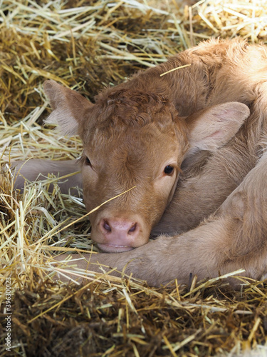 Calf Headshot © Nigel Baker