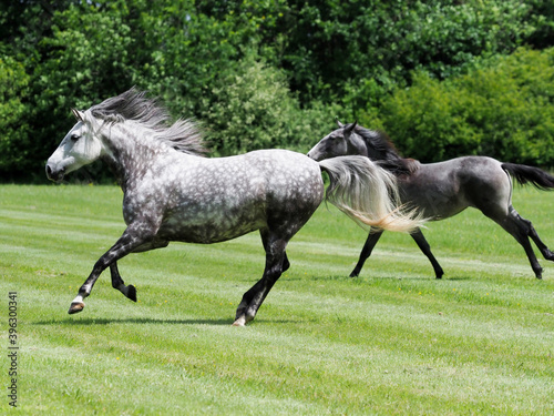 Cantering Horses