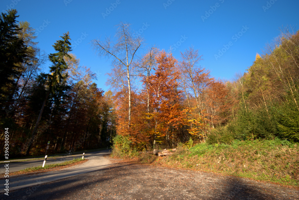 Fototapeta premium Farbenfroher Wald in Liechtenstein 11.11.2020