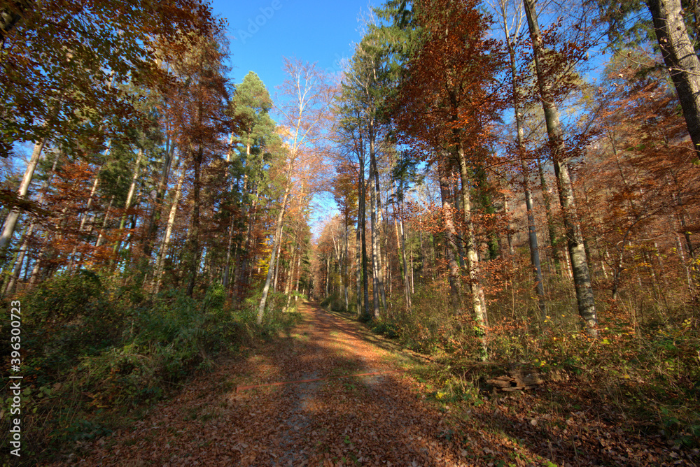 Farbenfroher Wald in Liechtenstein 11.11.2020 Farbenfroher Wald in Liechtenstein 11.11.2020