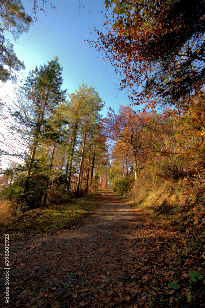 Fototapeta premium Farbenfroher Wald in Liechtenstein 11.11.2020