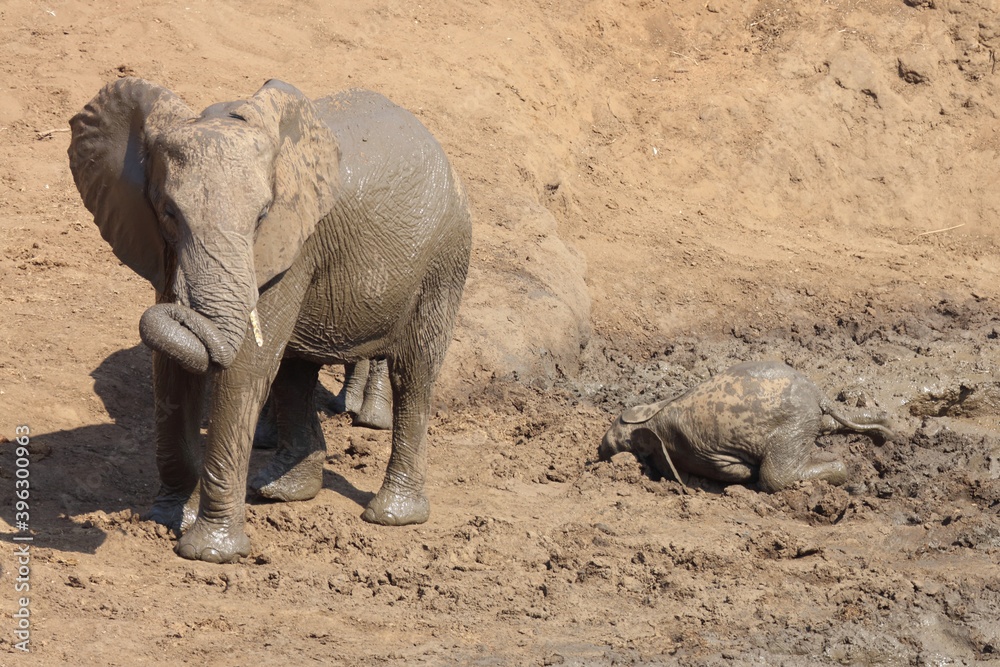 Fototapeta premium Afrikanischer Elefant / African elephant / Loxodonta africana.
