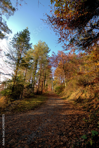 Fototapeta Naklejka Na Ścianę i Meble -  Farbenfroher Wald in Liechtenstein 11.11.2020