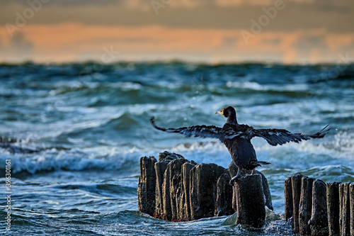 Kormorane ( Phalacrocorax carbo ). photo