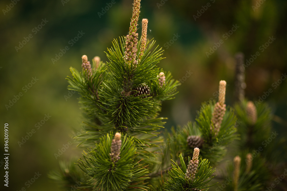 Fototapeta premium spruce branch with cones on a green background
