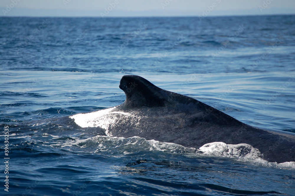 Fototapeta premium Magnificent view of the dorsal fin of a humpback whale with white spots swimming in calm blue water during the day, Sainte Marie whale watching hotspot.