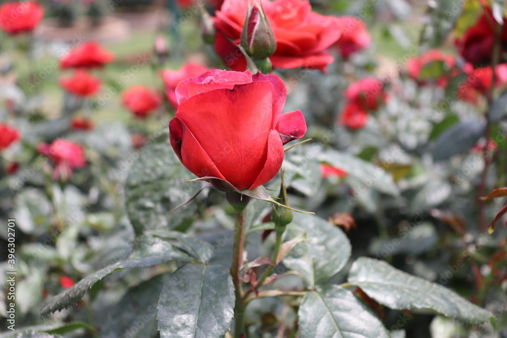 Obraz premium Close up view of beautiful red rose in a garden with blurred background 
