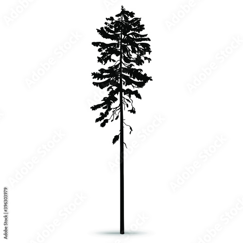 Forest pine. Tall ship pine. Hand-drawn silhouette, vector illustration on a white background.