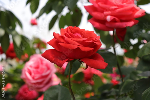 Close up view of beautiful red rose in a garden with blurred background 