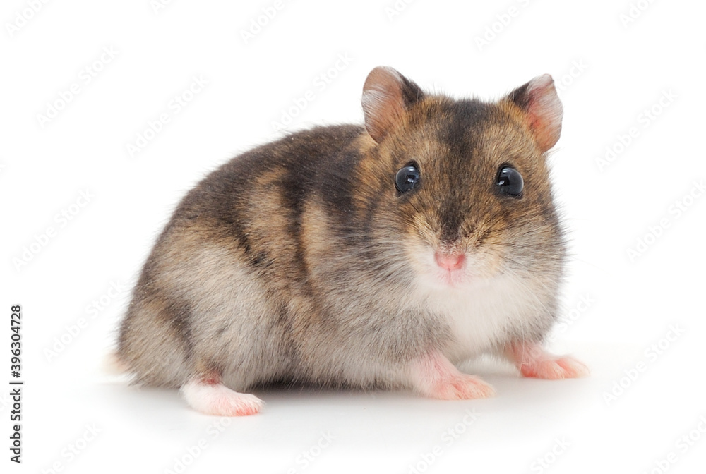 Dwarf gray hamster.