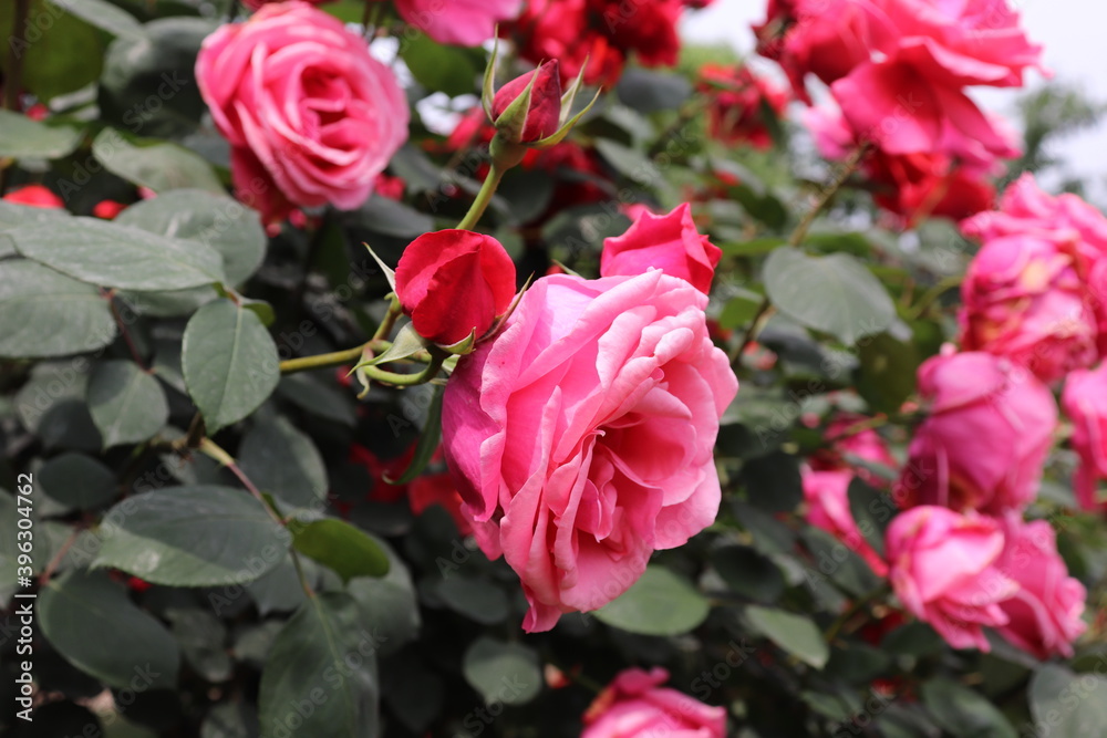 Close up view of beautiful pink rose in a garden with blurred background Close up view of beautiful pink rose in a garden with blurred background