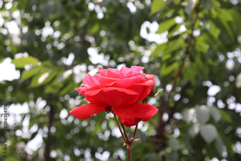 Close up view of beautiful red rose in a garden with blurred background 