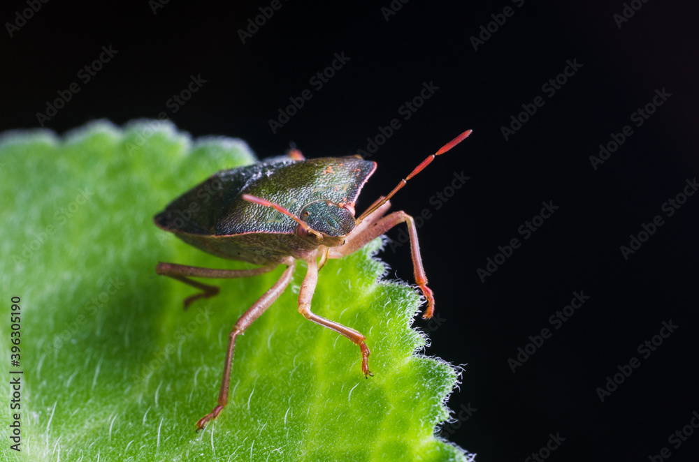 Fototapeta premium The bug the green tree shield Palomena prasina sits on the leaf