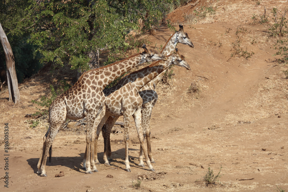 Obraz premium Giraffe / Giraffe / Giraffa Camelopardalis