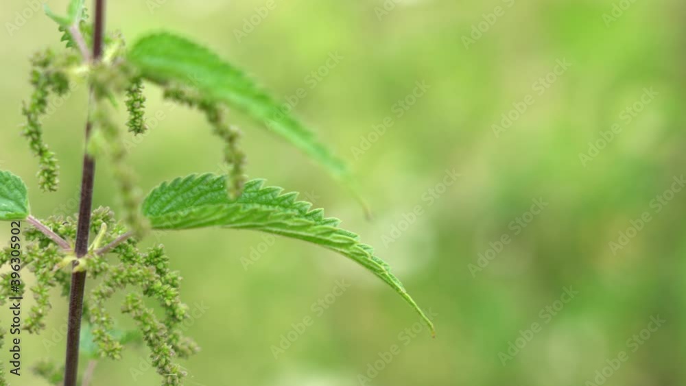 Closeup view 4k video of green fresh nettle plant growing outside. Closeup view 4k video of green fresh nettle plant growing outside.