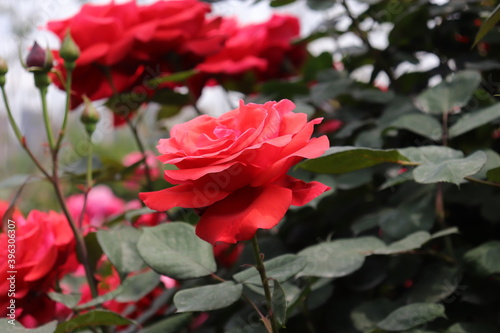 Close up view of beautiful pink rose in a garden with blurred background