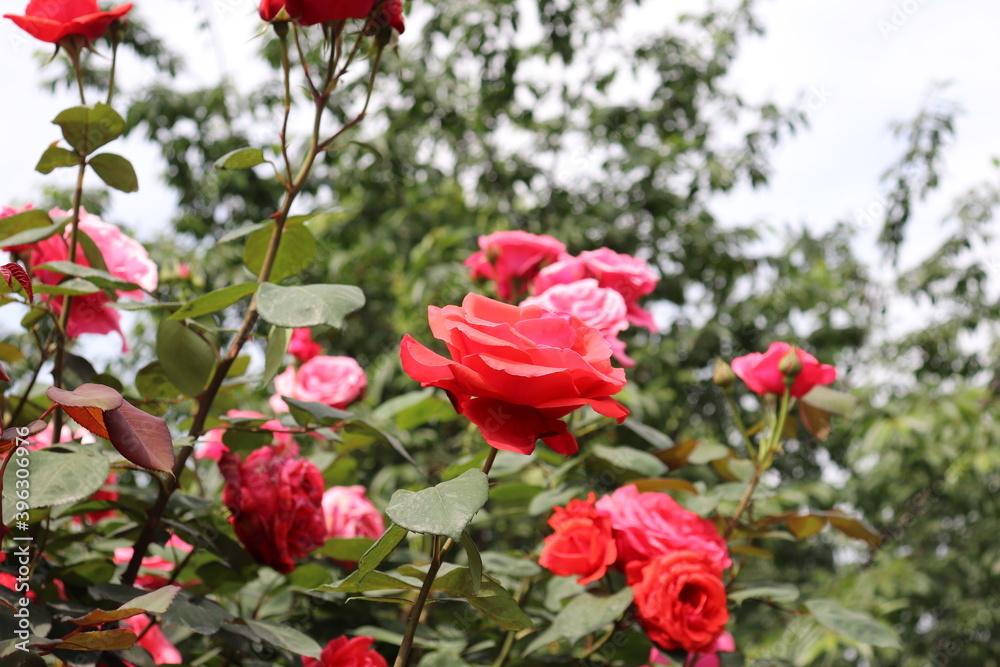 close up view of beautiful red rose close up view of beautiful red rose