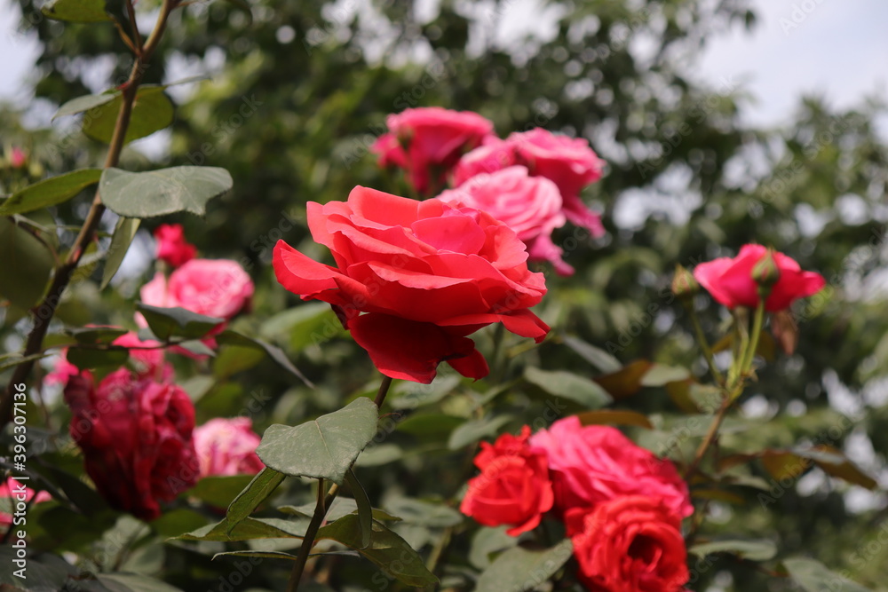 close up view of beautiful  red rose