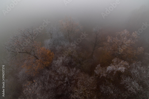 Trees in freezing fog