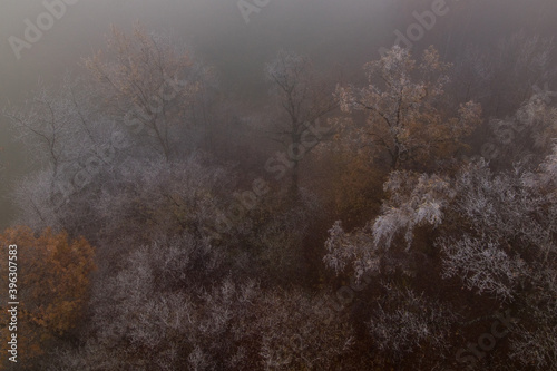 Trees in freezing fog