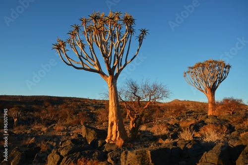 Köcherbaum (Aloe dichotoma) im Namib-Naukluft-Nationalpark im Abendlicht. 