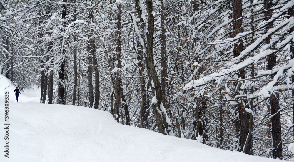 runner in a snowy coniferous forest in the Piedmont Alps. runner in a snowy coniferous forest in the Piedmont Alps.