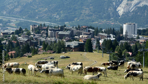 Piedmontese cows on the meadows of Sauze d'Oulx