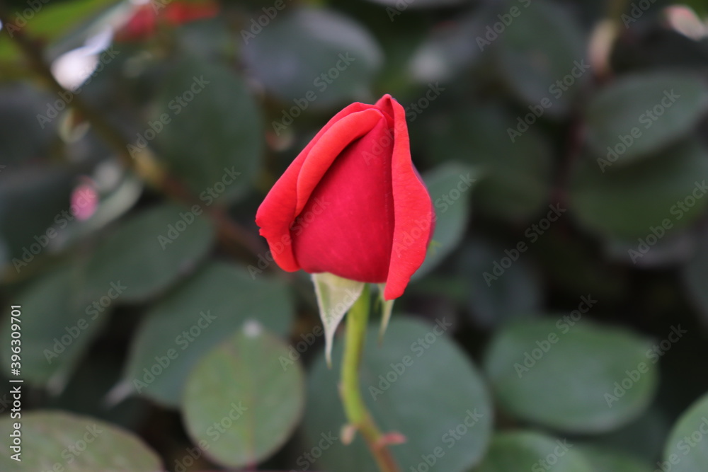 close up view of beautiful red rose close up view of beautiful red rose