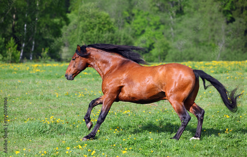 Thoroughbrd horse run and play in summer meadow Thoroughbrd horse run and play in summer meadow