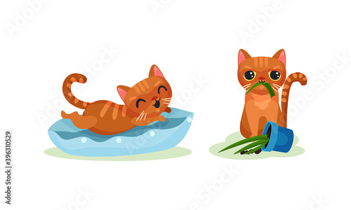 Naughty Playful Kitten Chewing Plant and Jumping on Pillow Vector Set