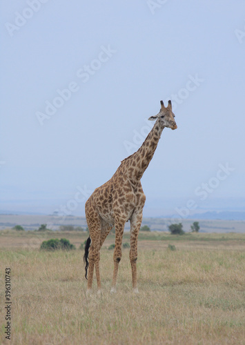 full length view of single adult masai giraffe standing alert in wild masai mara kenya