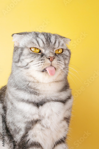 The gray Scottish Fold cat licks its lips amusingly, stuck out its tongue. Cute pet. Yellow background, close-up portrait. © Ольга Холявина