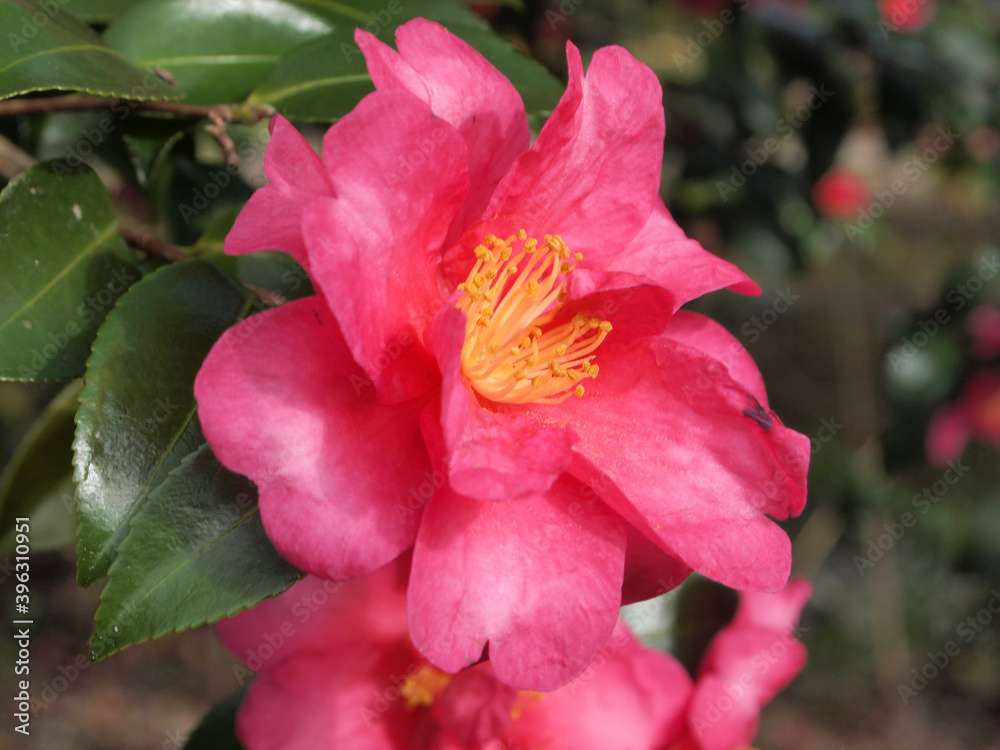 Obraz premium さざんかの花